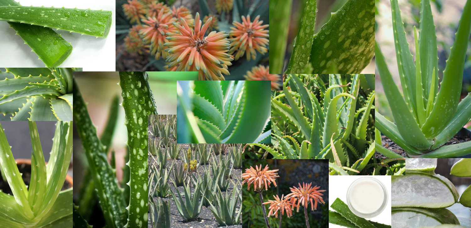 Aloe vera